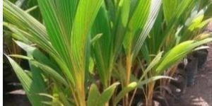 Natural Coconut Plants