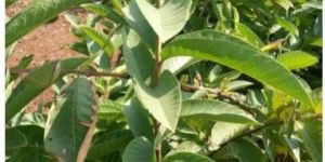 Natural Guava Plants