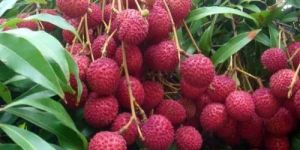 Natural Litchi Plants