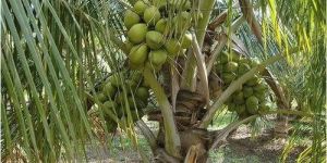Organic Coconut Plants