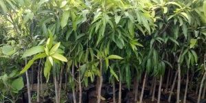 Organic Mango Plants