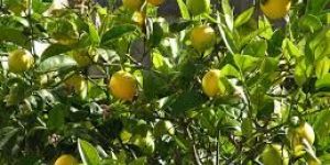 Organic Seedless Lemon Plants