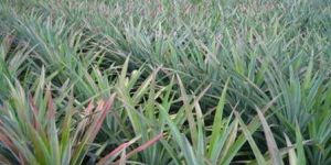 Pineapple Plants