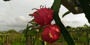 Red Dragon Fruit Plants