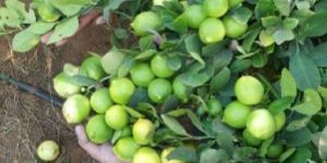 Seedless Lemon Plants