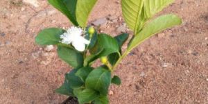 Taiwan Pink Guava Plants