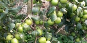 Thai Apple Ber Plants