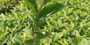 THAI GUAVA PLANTS