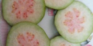 Thai Pink Guava Plants