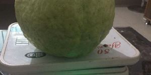 VNR Bihi Guava Plants