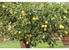 Yellow Seedless Lemon Plants