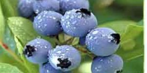Blueberry Juice