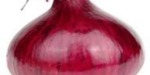 ONION SEEDS MARUTI RED WONDER F1 HYBRID