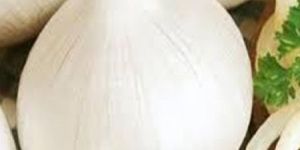 ONION SEEDS MARUTI WHITE BOSS F1 HY