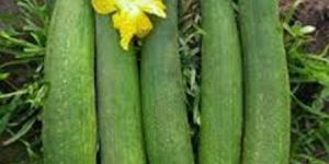 SPONGEGOURD SEEDS MARUTI VAMAN F1 HYBRID