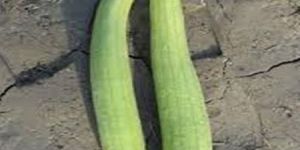 SPONGEGOURD SEEDS MS ROSHAN F1 HYBRID