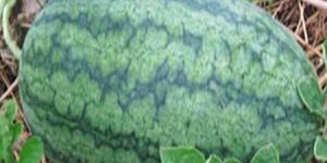 WATERMELON SEEDS NEW DRAGON F1 HYBRID