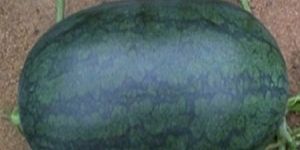 WATERMELON SEEDS NEW ROSE NO. 9 F1 HYBRID