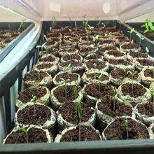 Root Expanding Coir Plug