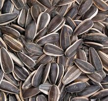 Sunflower Seed