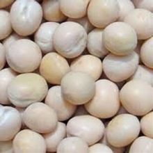 White Pea Beans