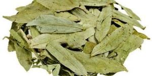 Tribulus Extract