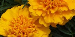 Zeaxanthin NUTRACEUTICALS