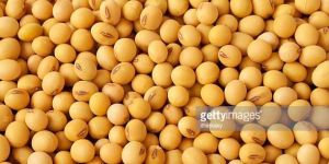 Soyabean