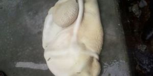 Frozen Buffalo Tripe