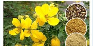 Obovata Cassia Gum Powder