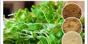 Organic Fenugreek Gum