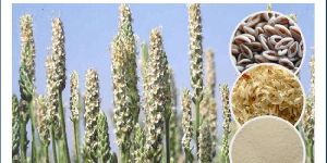 PSYLLIUM SEED HUSK POWDER