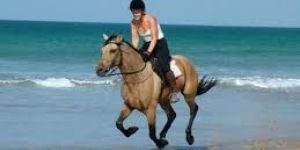 Horse Riding Services