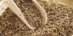 Indian Cumin Seed