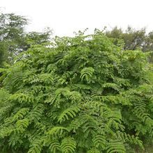 Yellow Nicker Gray Nicker Nicker Seed