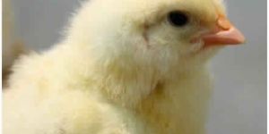 Veterinary Pharmaceuticals