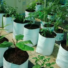 Coir Pith Growbags for Organic Planting