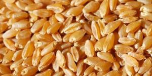 Durum Wheat