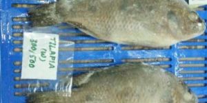 Tilapia Whole