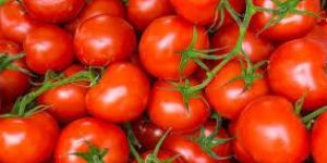 Fresh Red Tomato