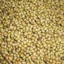 Whole Coriander Seed