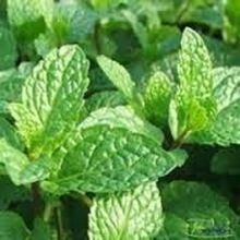 Mentha Citrata Oil