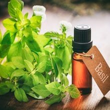 Pure Basil Oil
