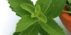Fresh Stevia Leaves