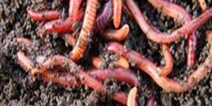 Vermicompost