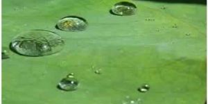 Water Proofing and Heat Sealability Latex for Paper