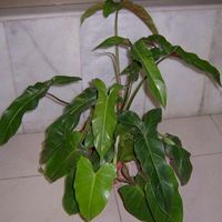 Philodendron Plant
