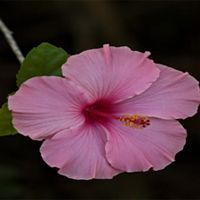 Pink Hibiscus Plant