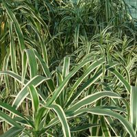 White Dracaena Plant