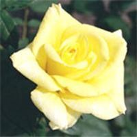 Yellow Rose Plant